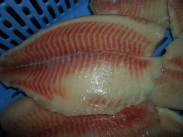 タイの起源の新しい凍らせていたシーフード/大きさによって凍らせている魚のイズミダイの肉付け