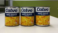 Calvoのブランドは中央アメリカのためのスイート コーンのMaiz Dulzeの純重量241gを缶詰にしました