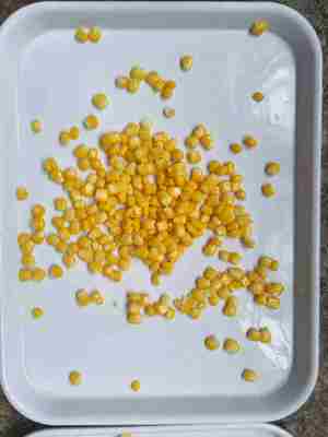 部分 甘いトウモロコシ 缶詰 の甘いトウモロコシ アレルゲン が ソーヤ と 小麦 の 痕跡 を 含め て いる こと が あり ます