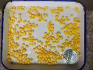 241g中国の黄色いスイート コーンの穀粒の缶、保存性36か月の